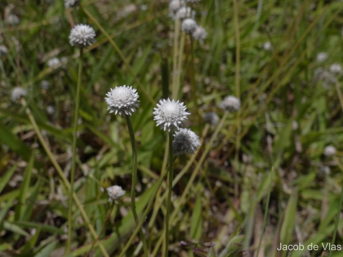 Eriocaulon thysanocephalum S.M.Phillips